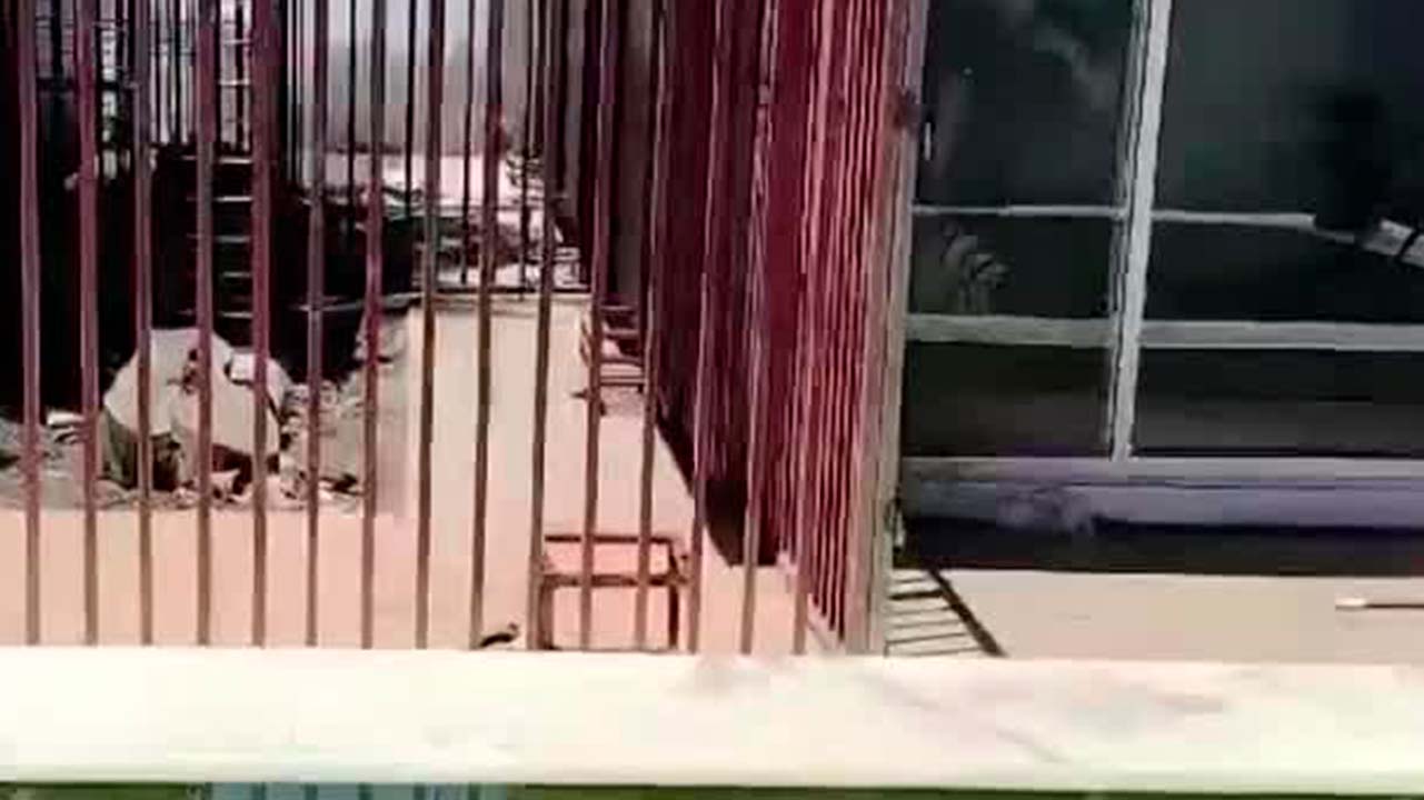 Autoridades aseguran vehículos robados y leones en un inmueble de Cuernavaca