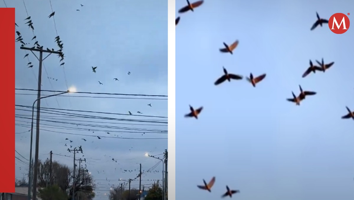 La invasión de loros ya no la soportan los habitantes | Capturas