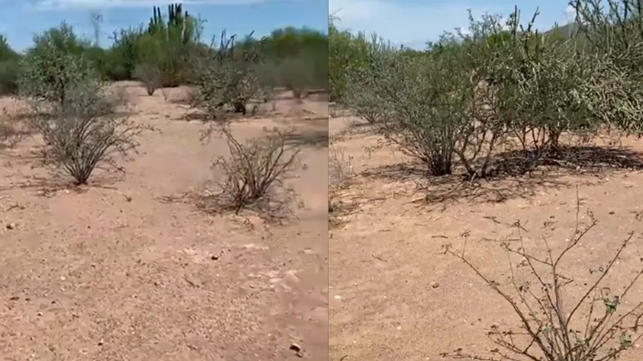 Madres buscadoras descubren cinco fosas clandestinas con restos humanos en Sonora