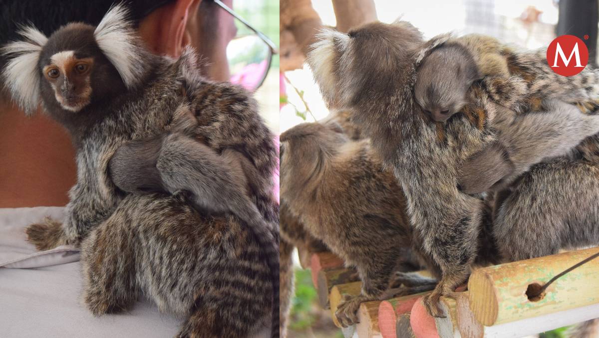 Nacen monos tití en Zoológico de Nuevo Laredo.