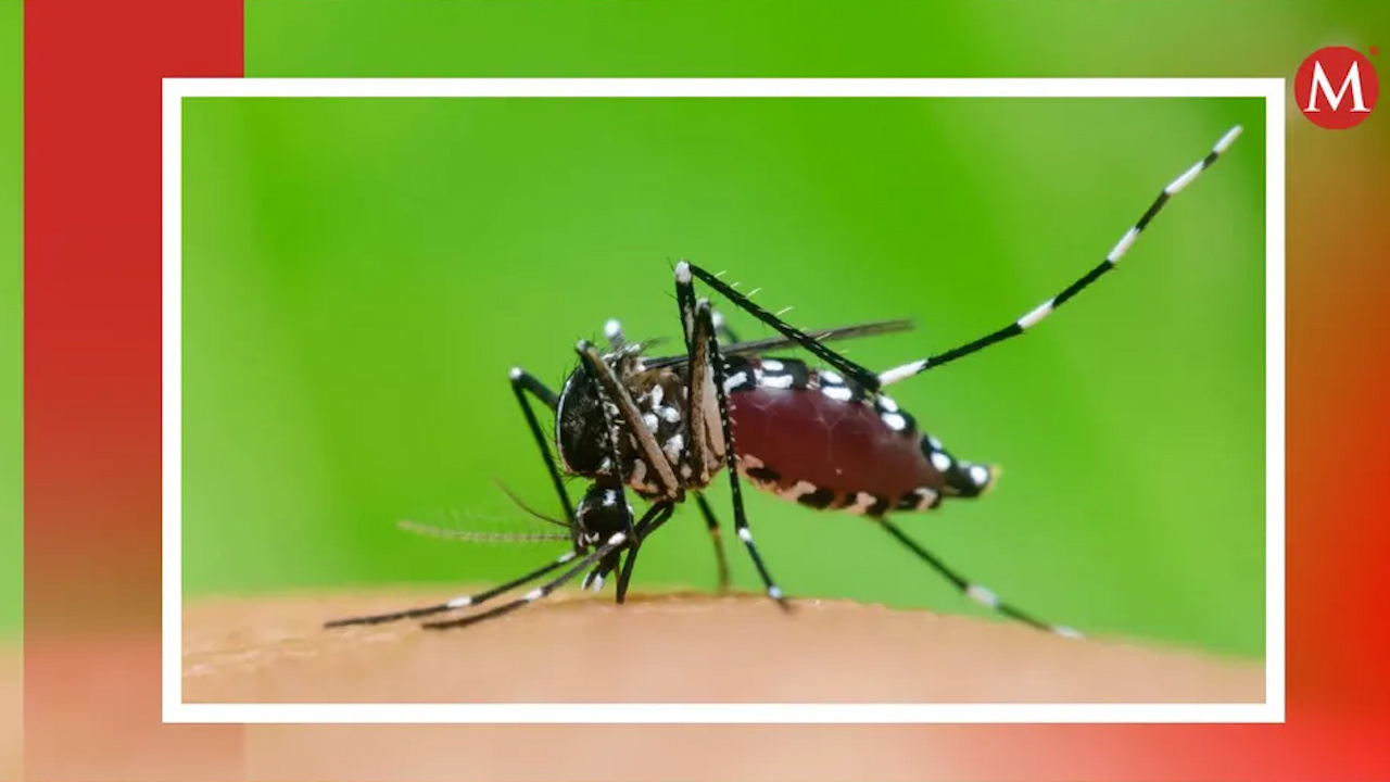Sequía y lluvias han incrementado el dengue en Michoacán; SSM explica por qué