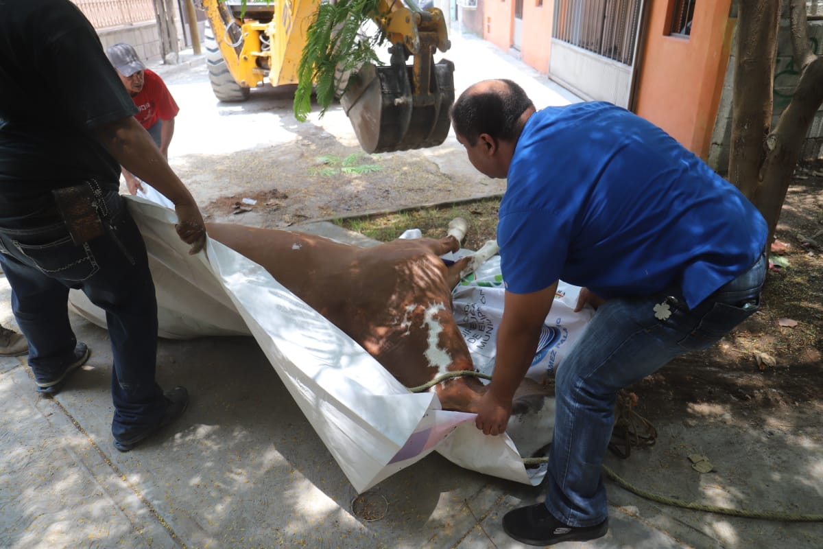Autoridades municipales aseguraron a equino abandonado. (Rolando Riestra)