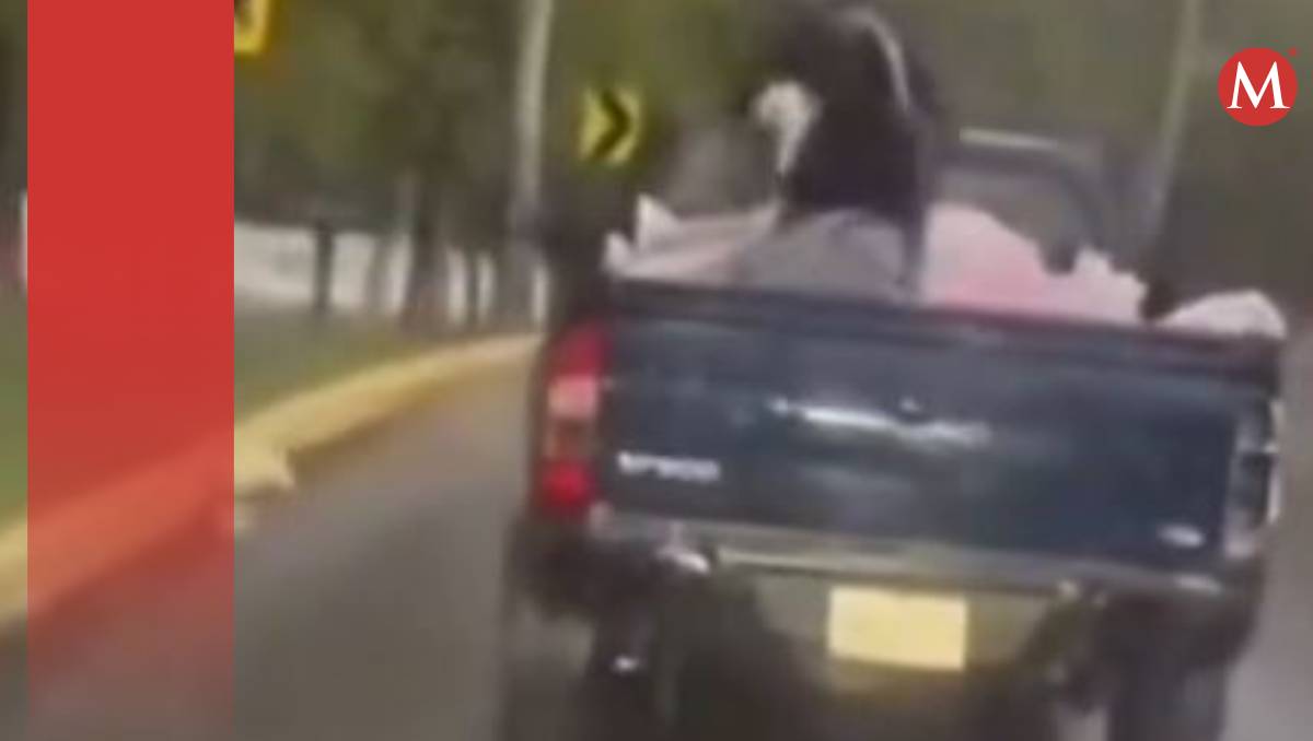 El caso de maltrato animal fue captado en video (Especial)