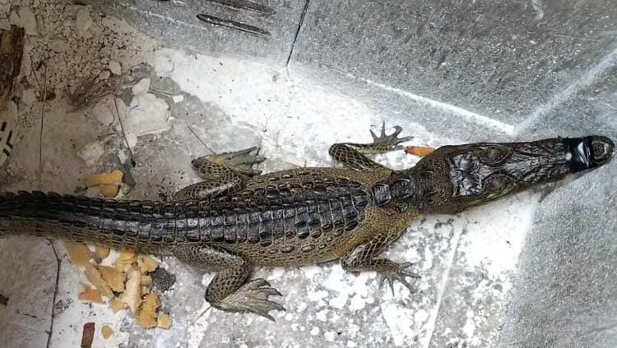 Cocodrilo en Ciudad Madero.