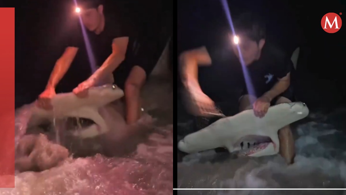 Hombre salva a tiburón martillo