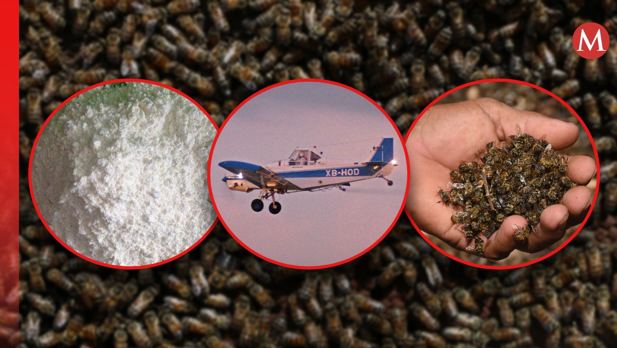 Impacto del fipronil: muerte masiva de abejas y controversia ambiental | Fotos: Cuartoscuro