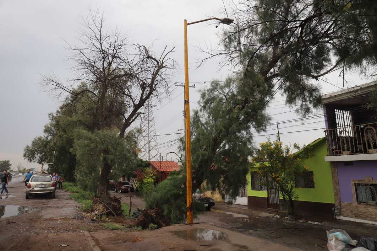 Incidente con gran árbol en Gómez Palacio. | Rolando Riestra