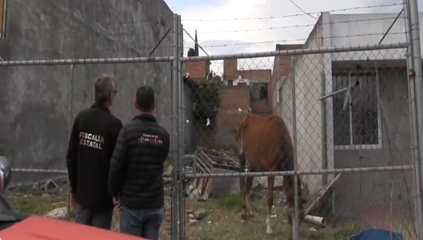 La yegua fue encontrada con severa desnutrición. (Especial)