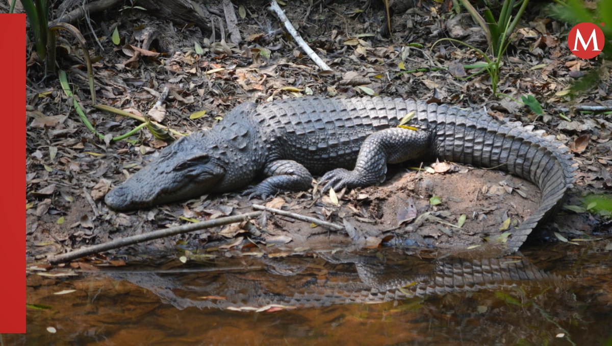 Nacen crías del casi extinto cocodrilo siamés