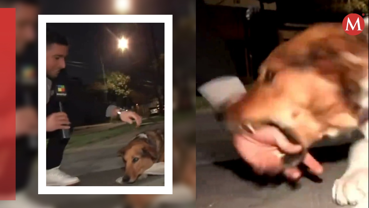 Perrito ataca a reportero. | ESPECIAL