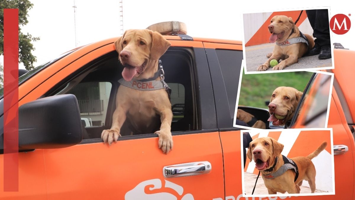 Elemento canino se prepara para su retiro | Leonel Rocha.
