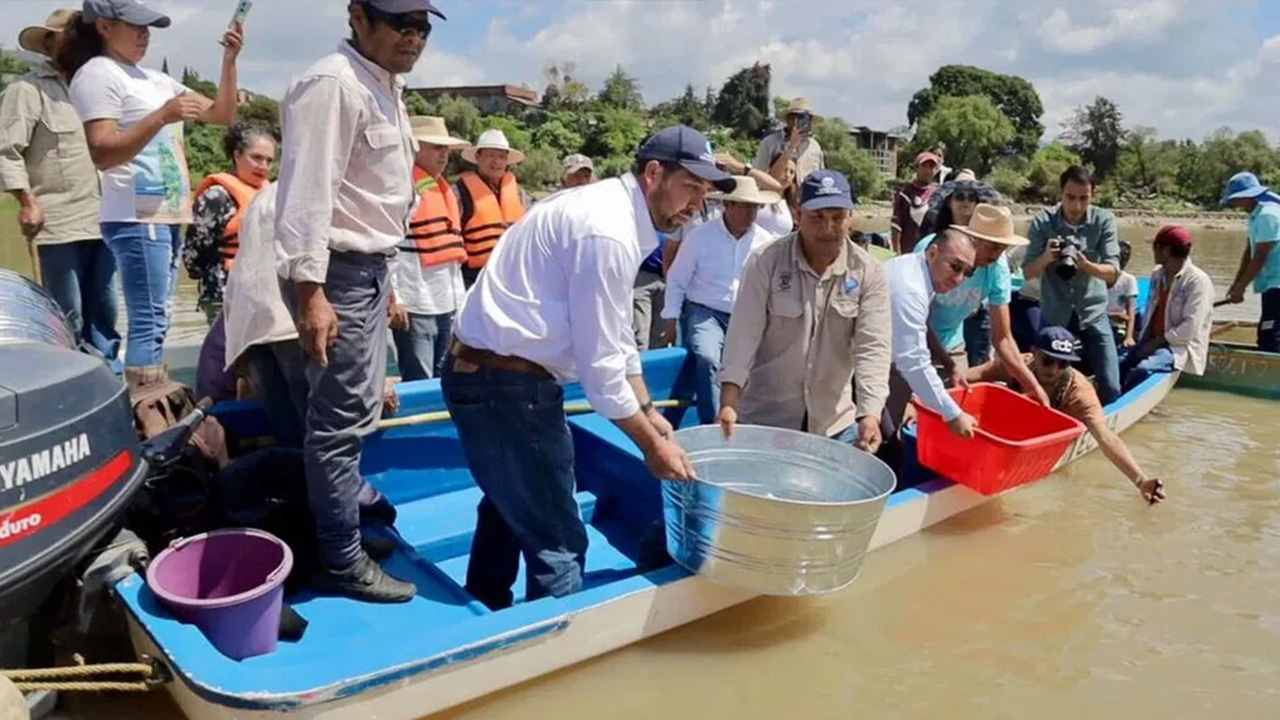 Gobernador de Michoacán anuncia siembra de 50 mil crías de pescado blanco en el Lago de Pátzcuaro