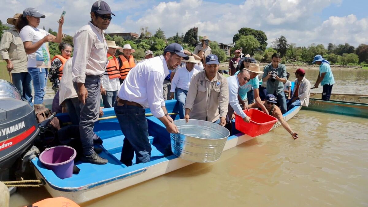 La actividad de liberación se realizó en el lago de Oponguio, en Erongarícuaro.