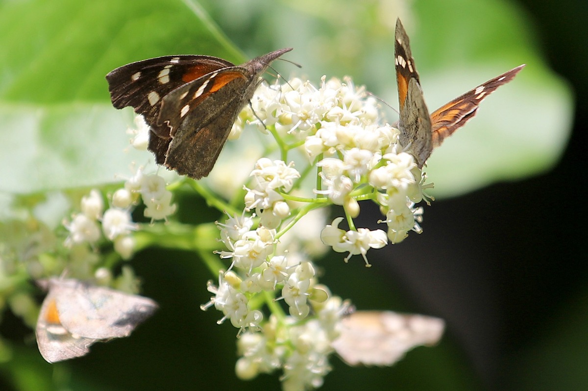 Debido a la temporada invernal que se aproxima, es común ver mariposas pasar por la Comarca lagunera. | Rolando Riestra