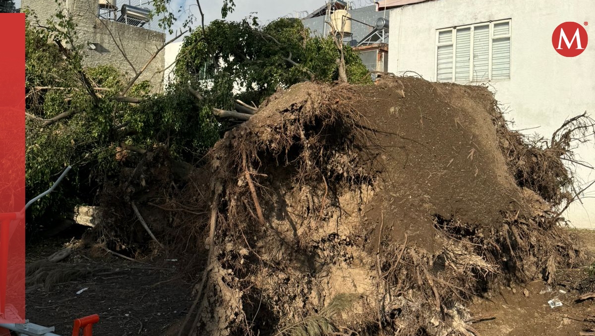 Tremendo socavón el que provocó el árbol caído que se mantiene estorbando la vialidad (Foto: Diana Barajas)