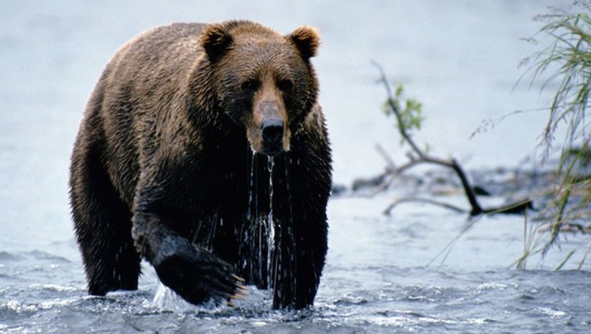 Oso pardo. | National Geographic