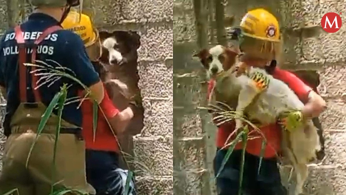 Rescatan a perrita atrapada dentro de una barda en Altamira