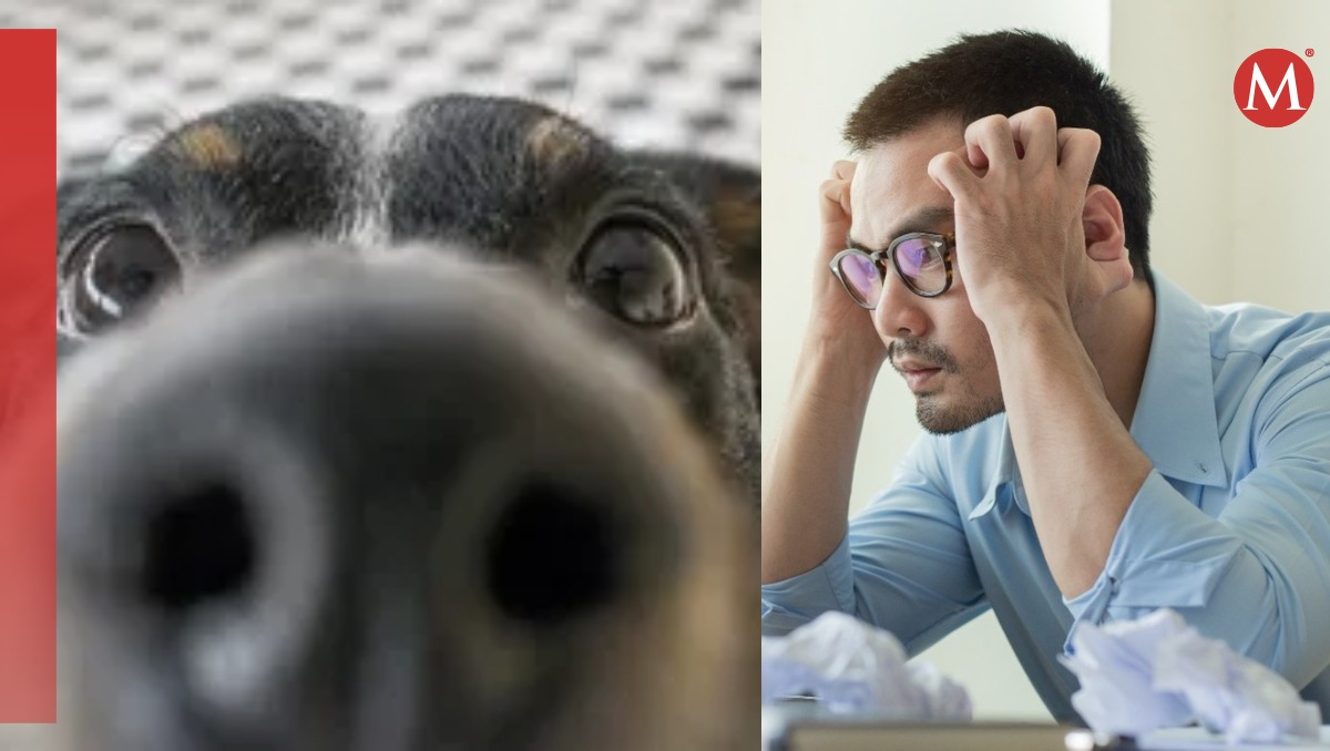 Así reaccionan los perros al estrés humano