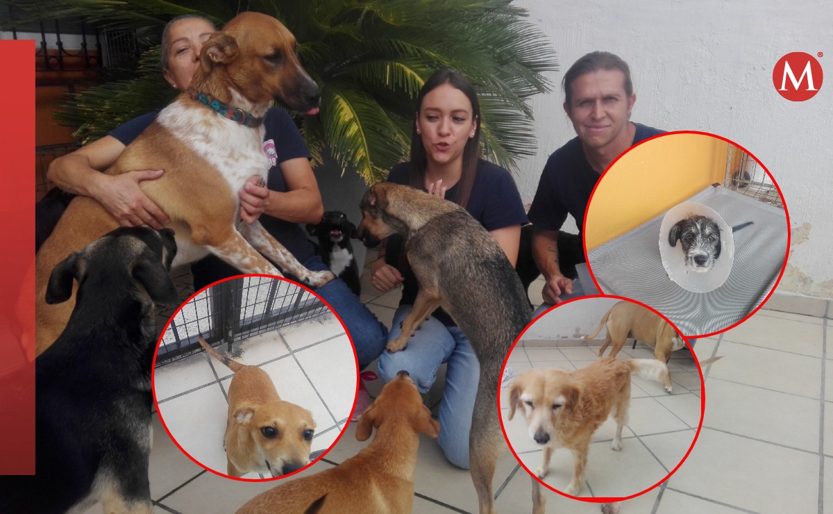 Asociación rescata a más de 200 perros y gatos año con año en el AMG (Iván Ochoa | Diseño: Milenio)