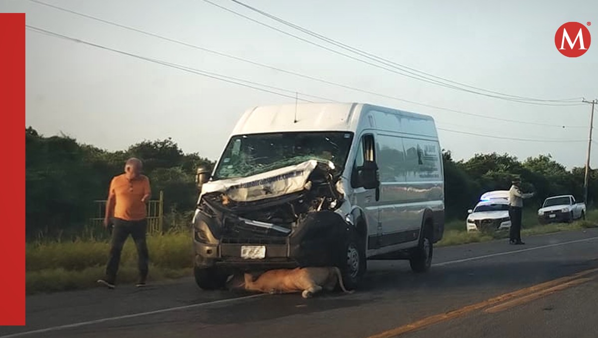 Conductor resulta lesionado tras chocar con vacas en carretera Victoria-Monterrey (Foto: Doña Chole)