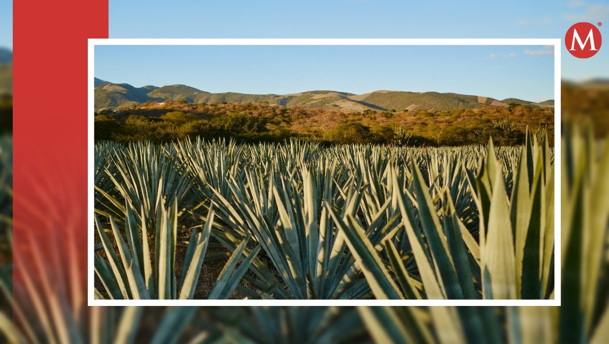 Guanajuato produce el 12% del agave en México | Especial