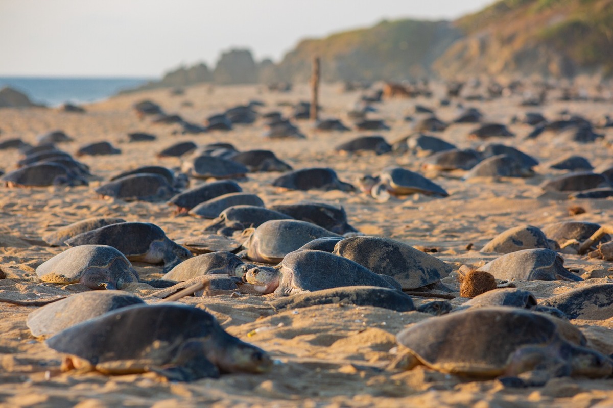 Tras resguardarse durante su incubación, las tortugas regresan a las aguas del océano Pacífico.