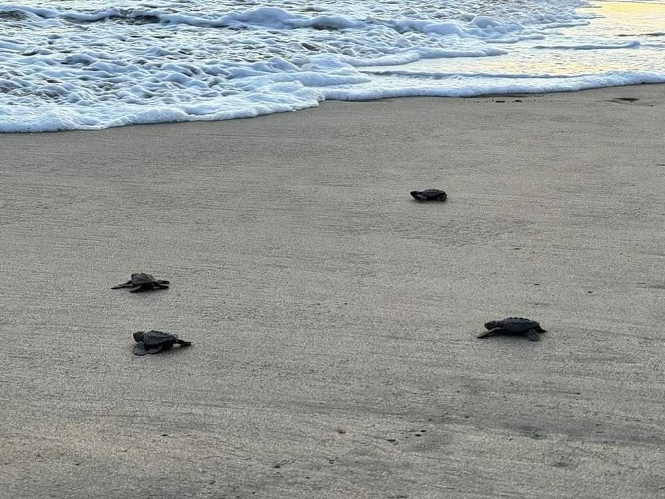 Retraso de la llegada de la tortuga marina a Guerrero / Especial