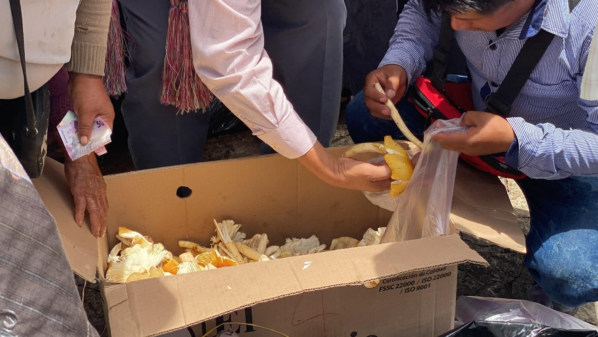 Chiapas registra nuevos casos de intoxicación por hongos tras inicio de lluvias | Especial