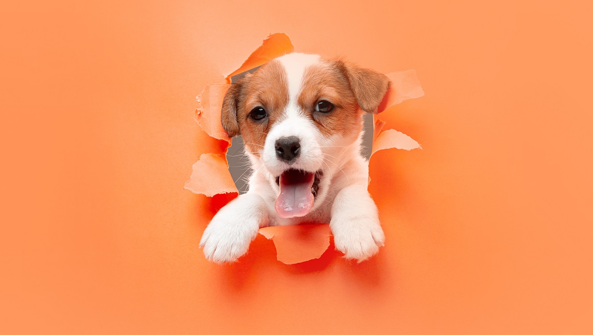 La esterilización es de suma importancia para evitar enfermedades. (freepik.es)