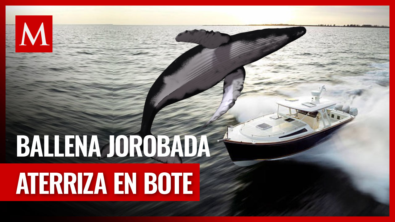 Impactante video de ballena jorobada aplasta bote