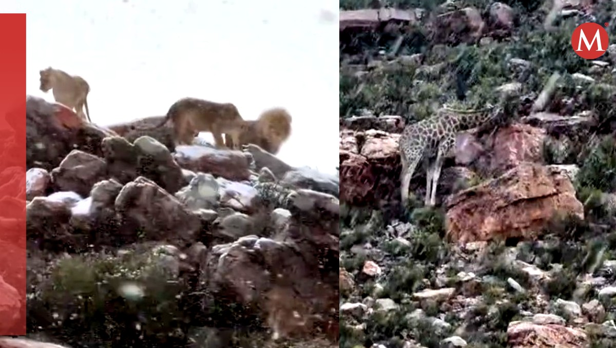 Animalitos reaccionan a nevada. | ESPECIAL