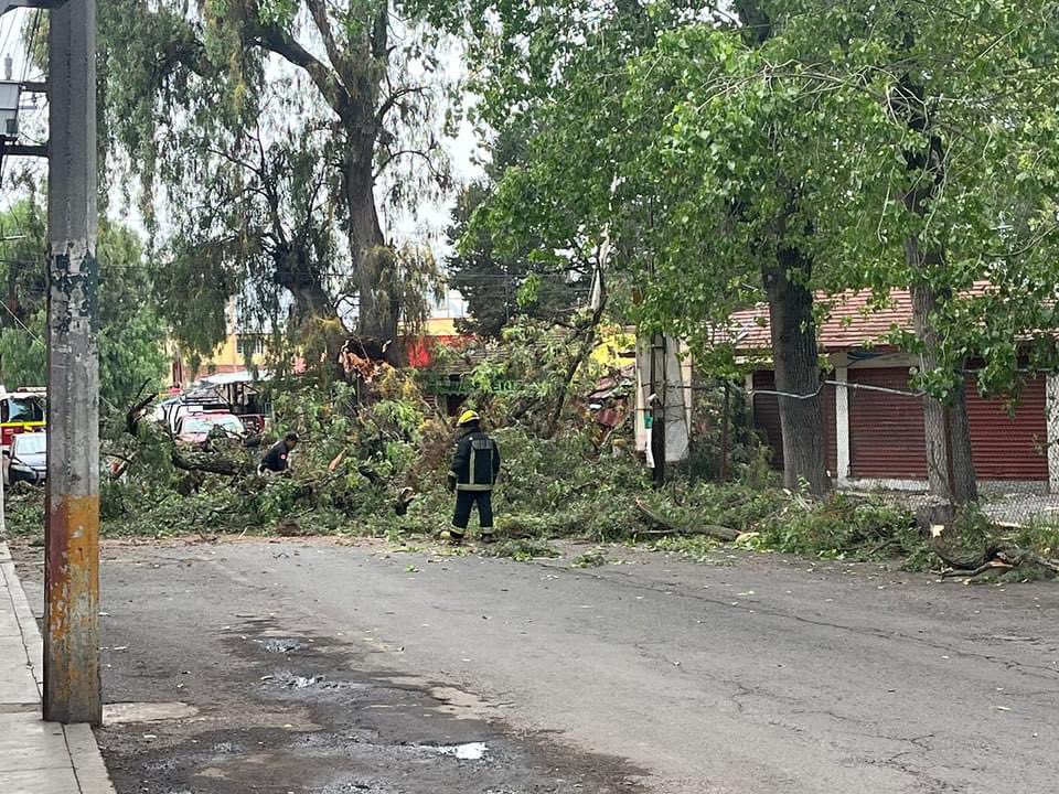 El árbol colapsado sobre la techumbre del mercado Benito Juárez, en Pachuca