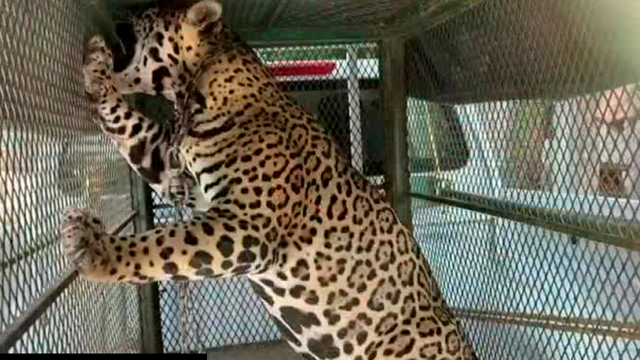 Autoridades de Sonora rescatan jaguar de cuatro años en condiciones de abandono