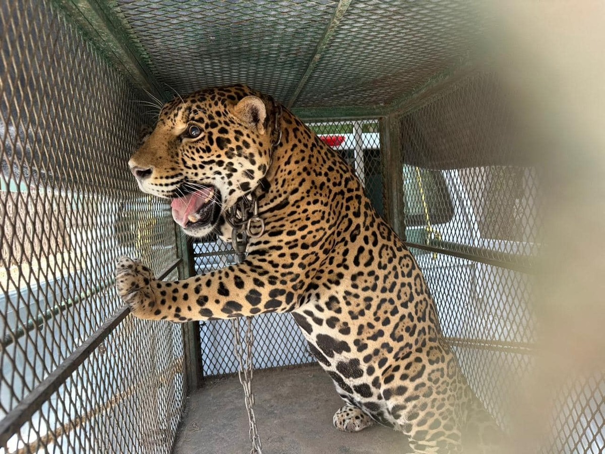 Rescate de Jaguar en Mocorito, Sinaloa / Especial