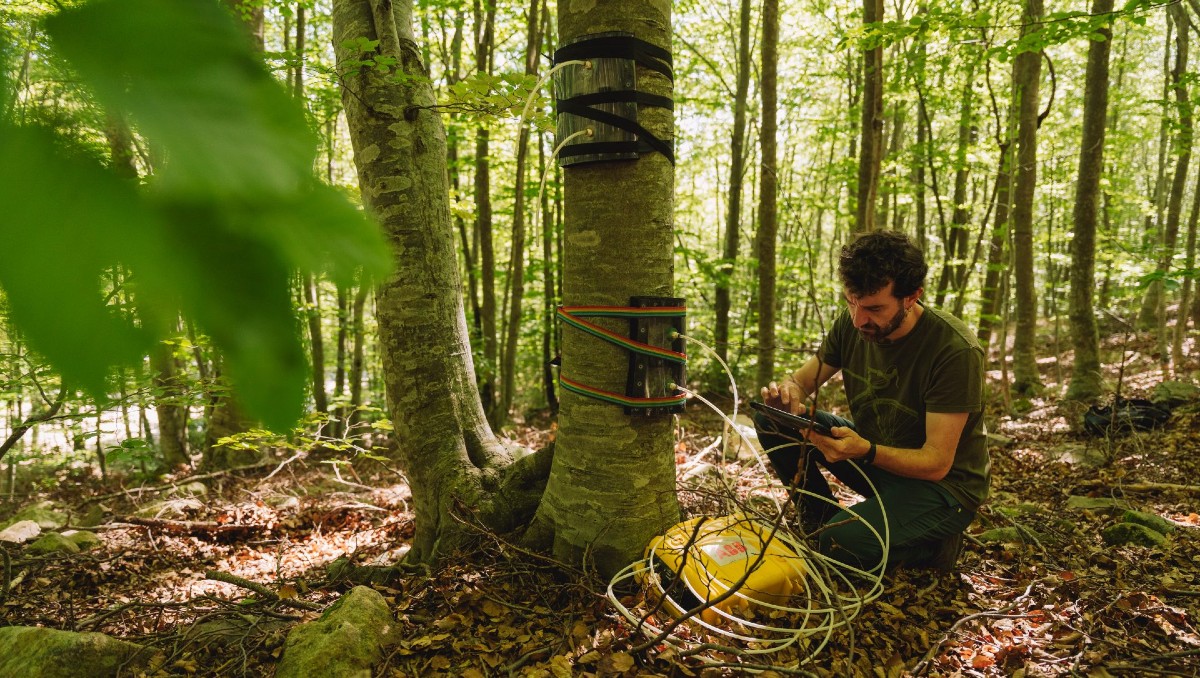 El estudio añade valor al rol de los bosques en los planes para mitigar el cambio climático. | EFE