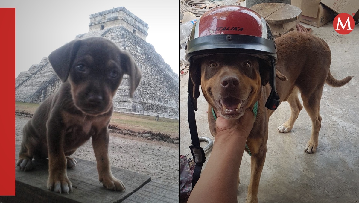 Muere Duke, el perrito guardian de los dioses en Chichén Itzá | ESPECIAL