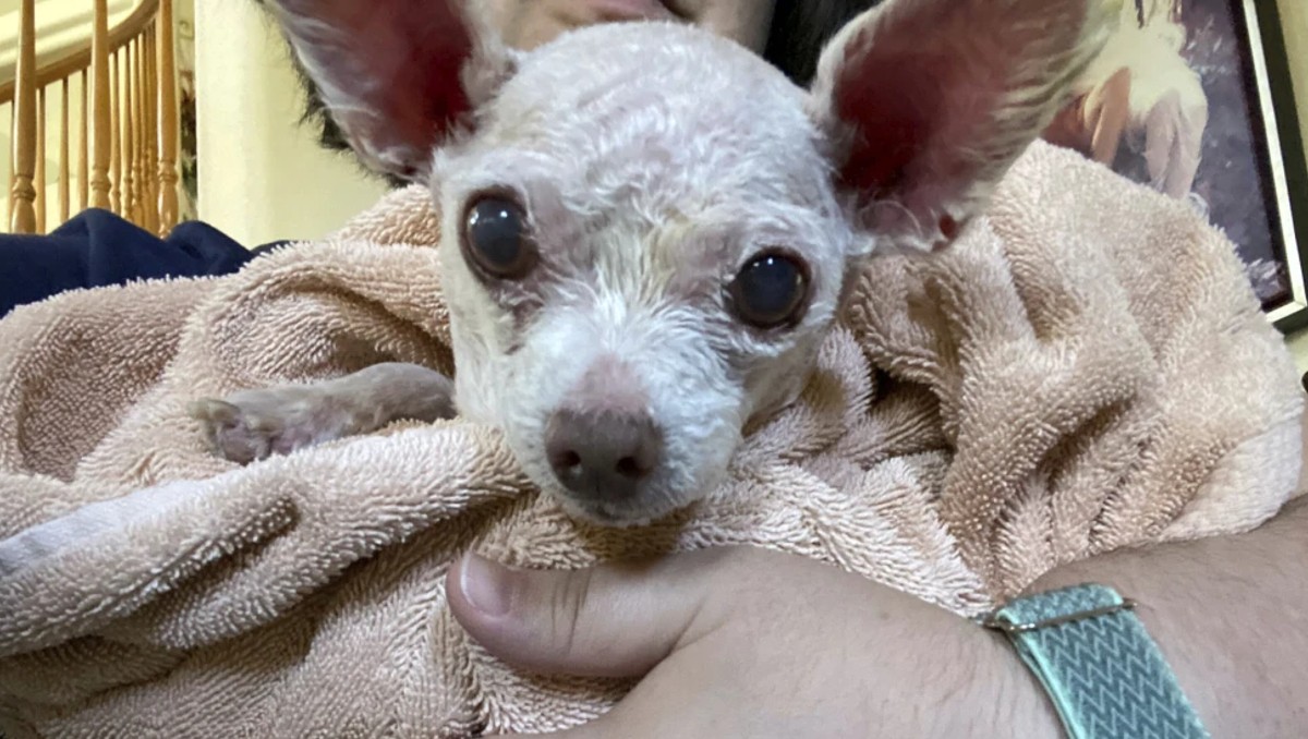 La mujer perdió a su perrito por nueve años, pero lo volvió a recuperar. | AP