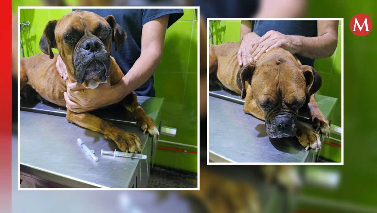 Adele es una perrita con cáncer terminal que busca cariñoso hogar.