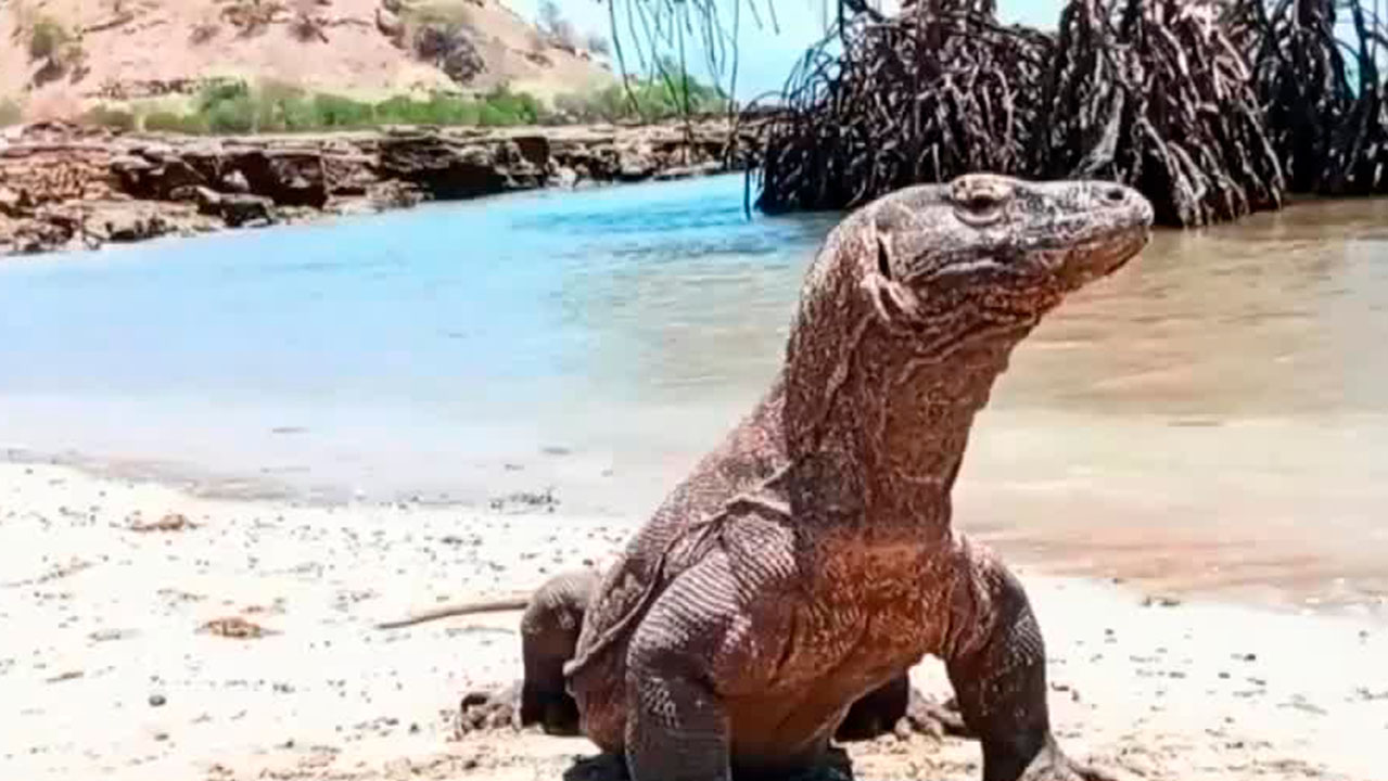 Científicos realizan un asombroso descubrimiento sobre los dragones de Komodo