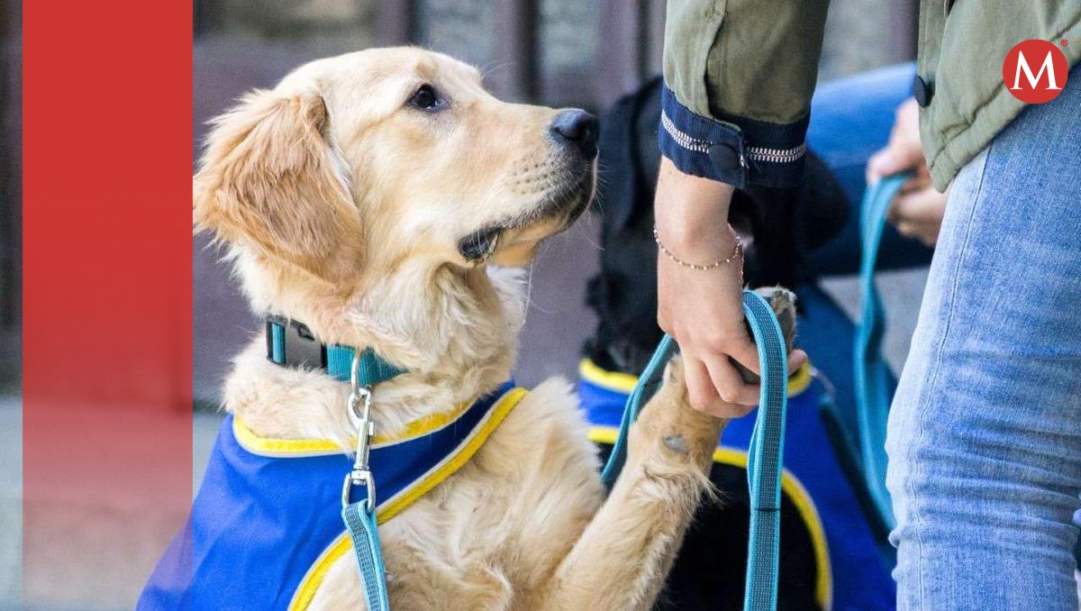 ¿Por qué no considerar maltrato animal a los perros de asistencia?