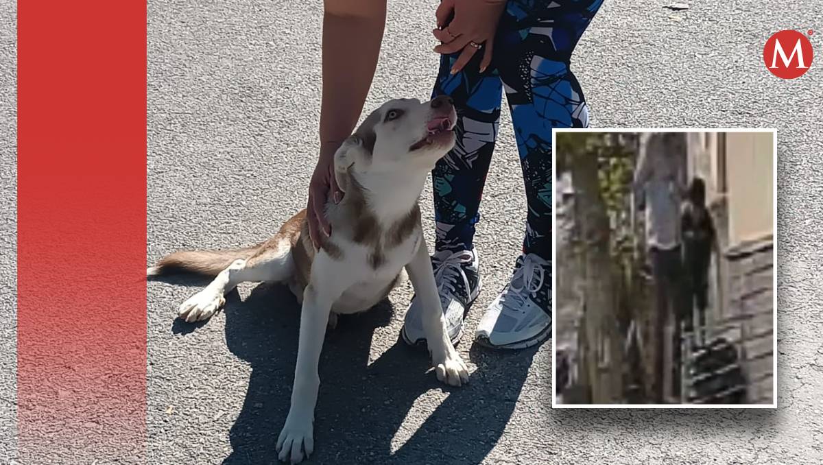 La dueña de la perrita buscará apoyo de una defensoría animal. l Especial