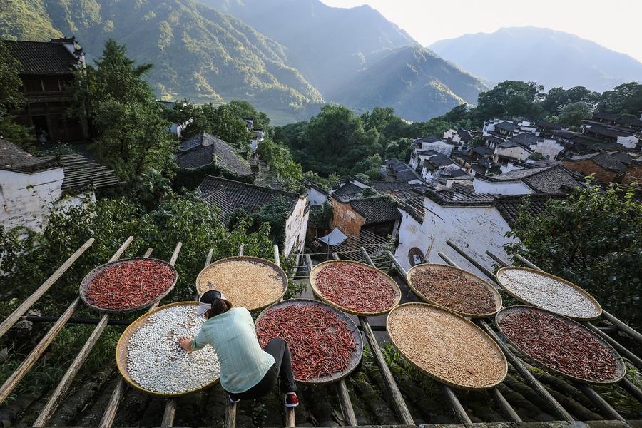 Una mujer seca productos agrícolas en la aldea de Huangling, en el condado de Wuyuan. (Xinhua/Du Xiaoyi)