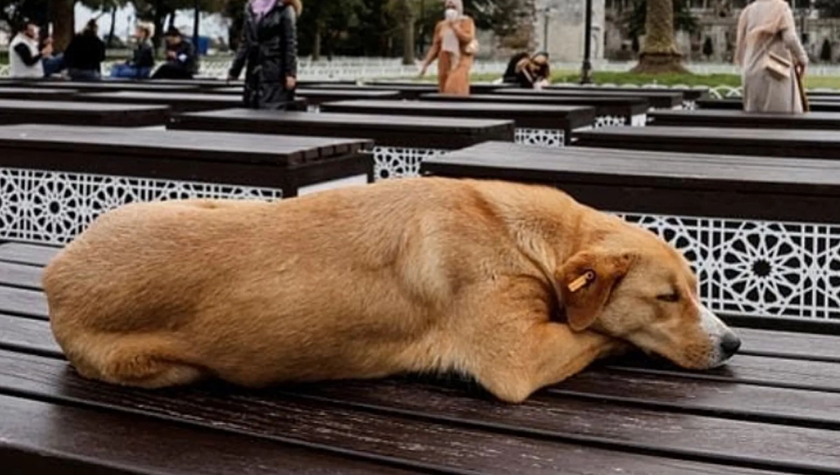 El Parlamento turco aprueba una disposición sobre el sacrificio de perros callejeros | ESPECIAL