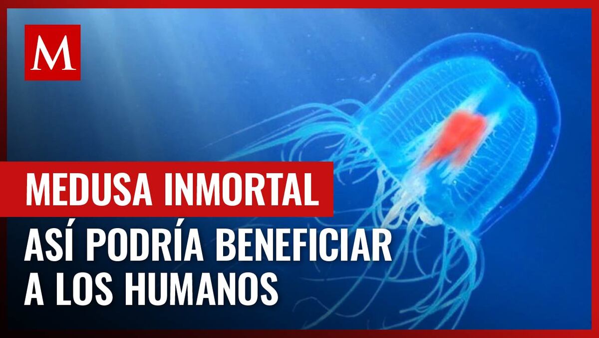Desvelando los secretos del envejecimiento: La medusa inmortal en el centro de la investigación