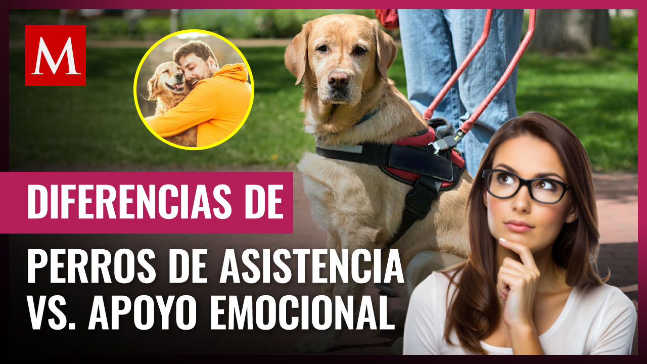 ¿Qué distingue a los perros de asistencia médica de los perros de apoyo emocional?
