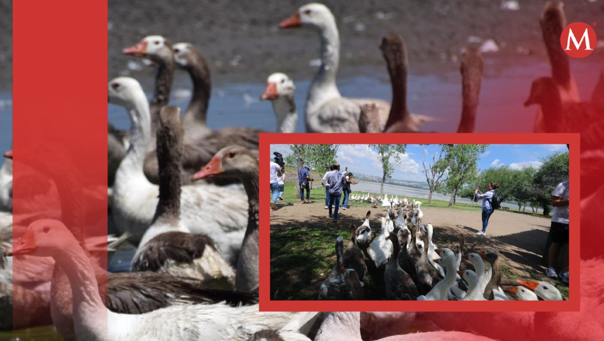 Los gansos salieron en fila, haciéndoles camino personal del Parque Metropolitano | ESPECIAL