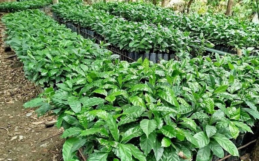 Piden apoyo de la Sedagroh productores de café.