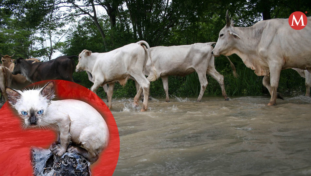 ¿Cómo proteger animales de ganado ante un huracán?