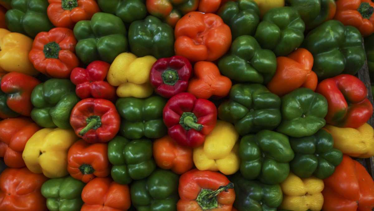 El pimiento morrón es un cultivo estratégico para el mercado nacional, al ser de los 10 principales vegetales que se exportan. | Cuartoscuro
