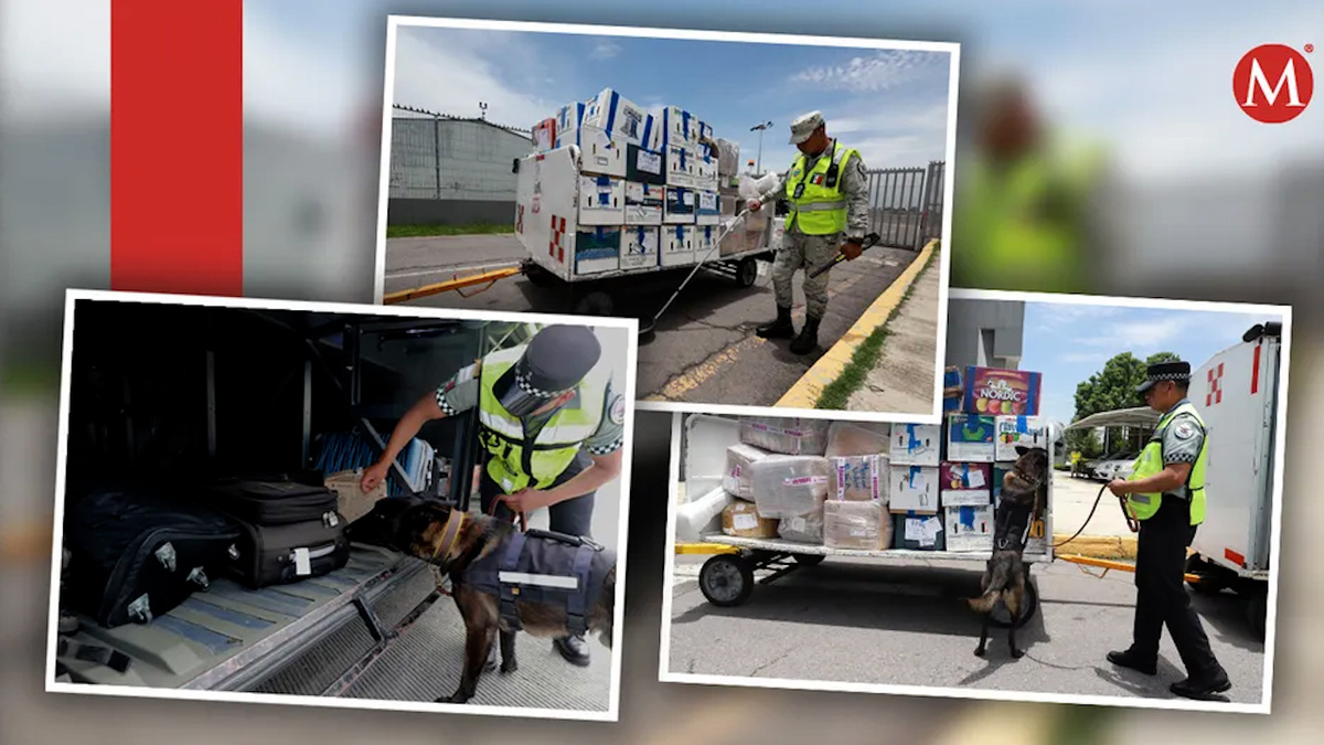 En cinco años, perros de la Guardia Nacional han logrado decomisos de 15 toneladas de drogas